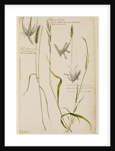 Meadow tall rye grass, spiked hedge oat grass and vernal grass by Richard Waller