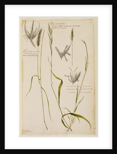 Meadow tall rye grass, spiked hedge oat grass and vernal grass by Richard Waller