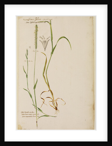 Cat's tail grass by Richard Waller