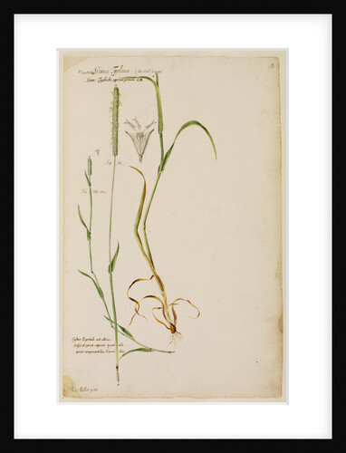 Cat's tail grass by Richard Waller