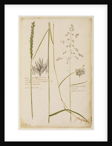 Common dog's grass and middle meadow grass by Richard Waller