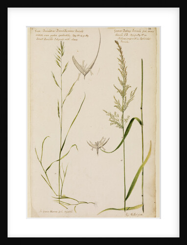 Small panicled oat grass and meadow grass with reed-like panicle by Richard Waller