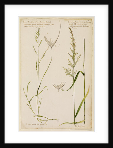 Small panicled oat grass and meadow grass with reed-like panicle by Richard Waller