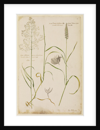 Millet grass and smooth crested grass by Richard Waller