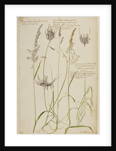 Knotty-rooted dog's grass and meadow grass by Richard Waller