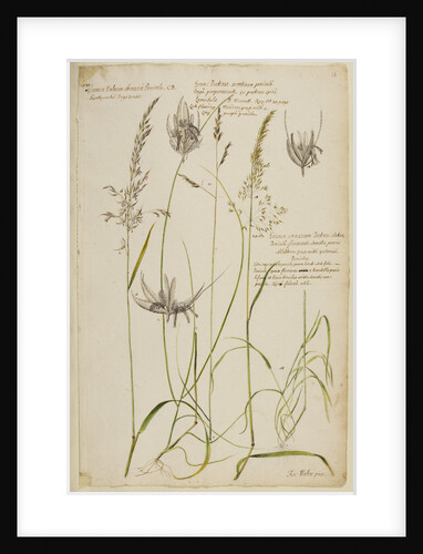 Knotty-rooted dog's grass and meadow grass by Richard Waller