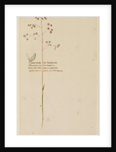 Quaking grass or Lady's hair by Richard Waller