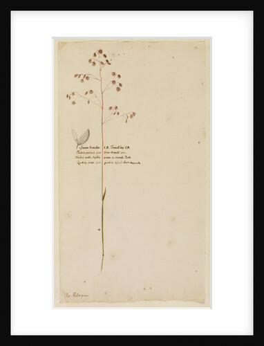 Quaking grass or Lady's hair by Richard Waller