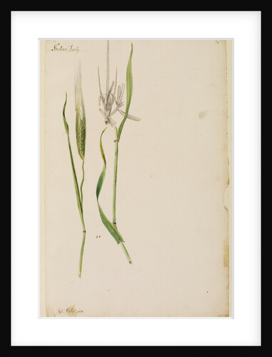 Barley by Richard Waller