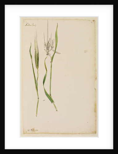 Barley by Richard Waller