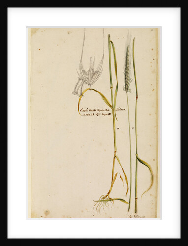 Rye by Richard Waller