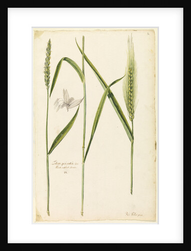 White wheat by Richard Waller