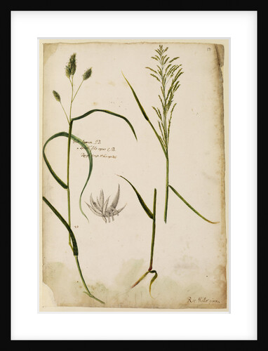 Rough grass by Richard Waller