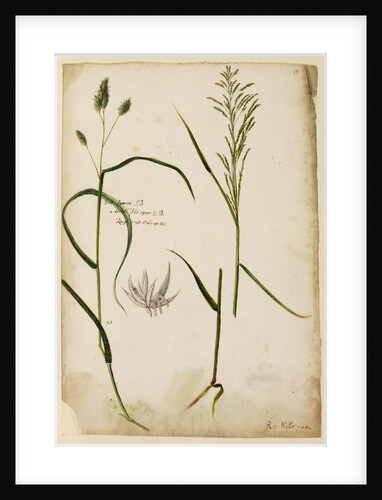 Rough grass by Richard Waller