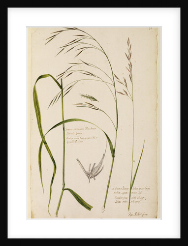 Bush or wood oat grass and meadow grass by Richard Waller