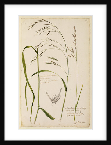 Bush or wood oat grass and meadow grass by Richard Waller