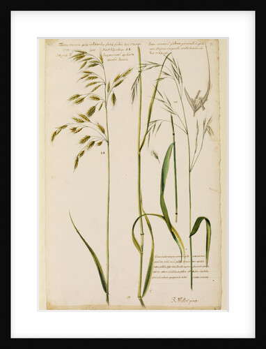Oat grass with smooth spikes & sparsed panicles by Richard Waller