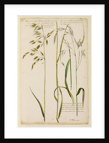 Oat grass with smooth spikes & sparsed panicles by Richard Waller