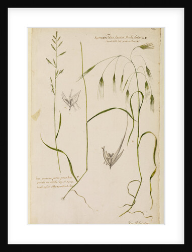 Small supine oat grass and great wild oat grass by Richard Waller