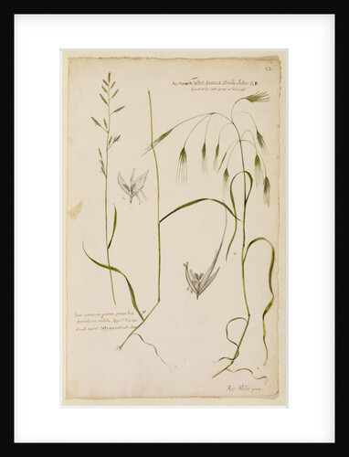 Small supine oat grass and great wild oat grass by Richard Waller