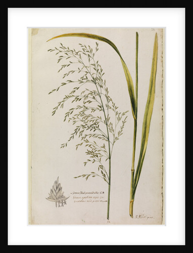 Great water reed grass by Richard Waller