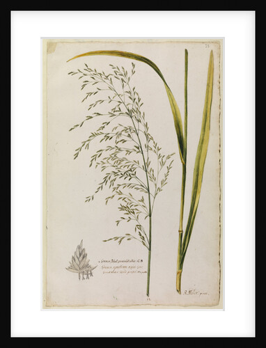 Great water reed grass by Richard Waller