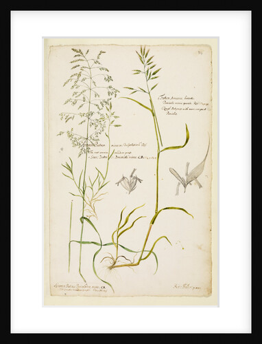 Greater meadow grass, common meadow grass and rough oat grass by Richard Waller