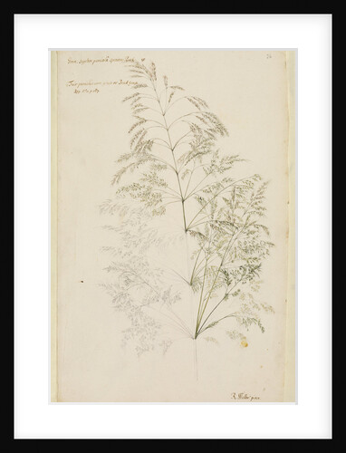 Fair panicled corn grass, or bent grass by Richard Waller