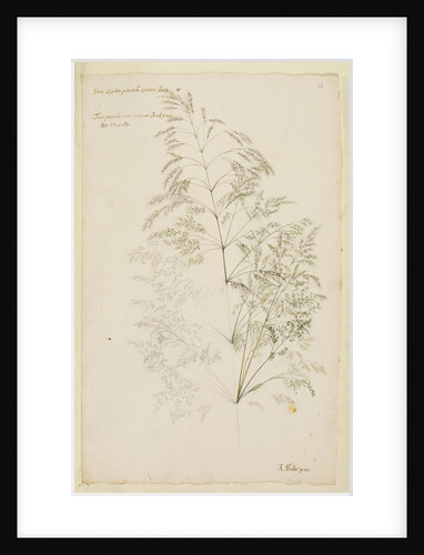 Fair panicled corn grass, or bent grass by Richard Waller