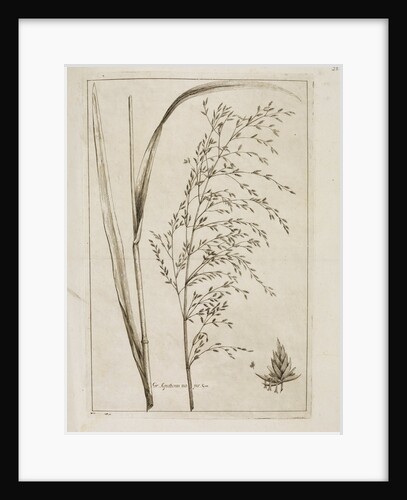 Reed or water meadow grass by Richard Waller