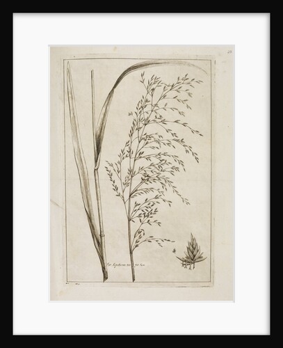 Reed or water meadow grass by Richard Waller