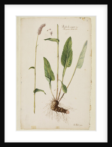 Greater snake weed by Richard Waller