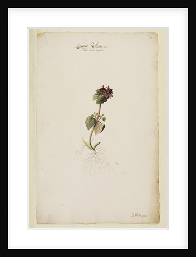 Red archangel or dead nettle by Richard Waller