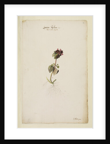 Red archangel or dead nettle by Richard Waller