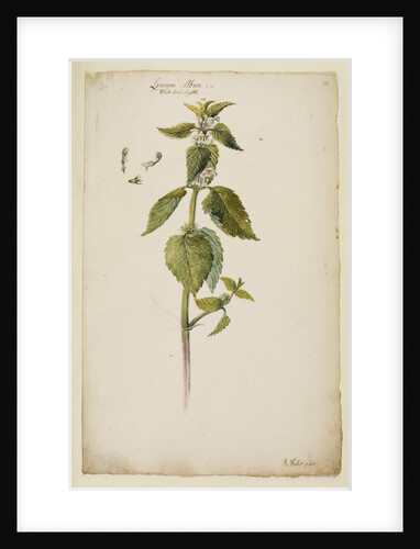 White archangel or dead nettle by Richard Waller