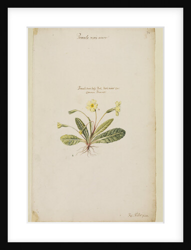Common primrose by Richard Waller