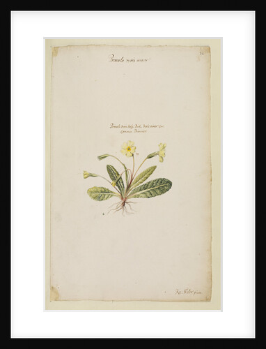 Common primrose by Richard Waller