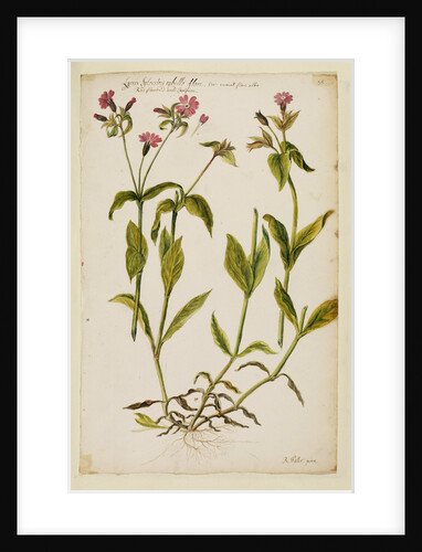 Red flowered wild campion by Richard Waller