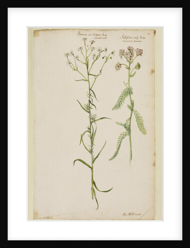 Sneezewort and common yarrow by Richard Waller