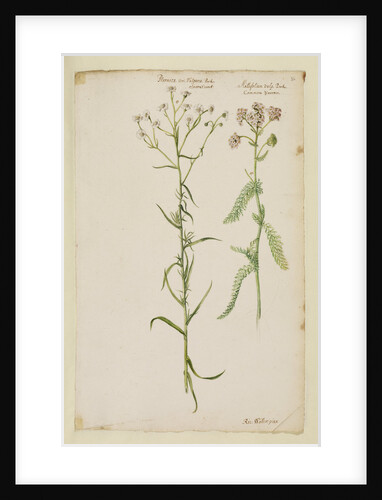 Sneezewort and common yarrow by Richard Waller