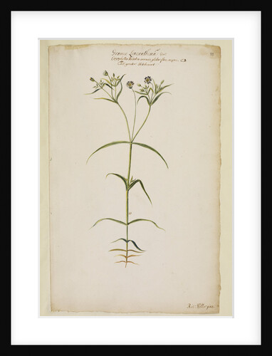 Greater stitch-wort by Richard Waller