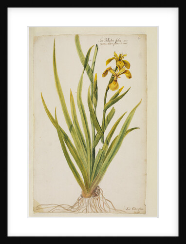 Yellow flag iris by Richard Waller