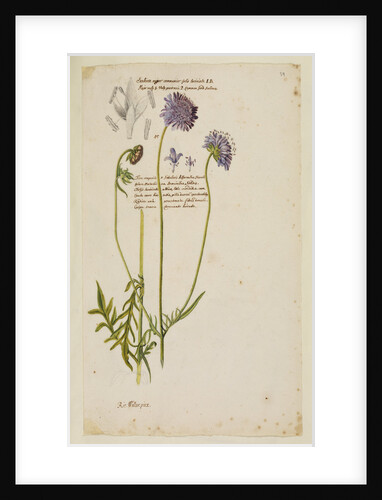 Common field scabious by Richard Waller