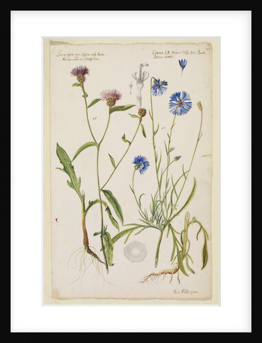 Knap-weed or matfelon and cornflower or bluebottle by Richard Waller
