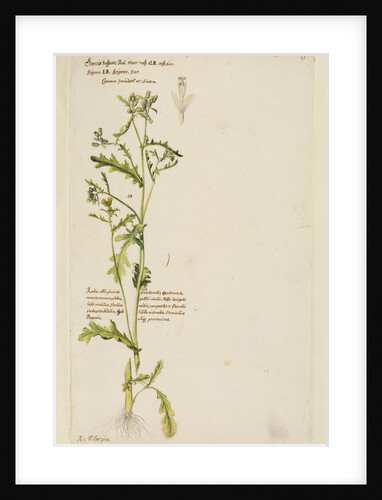 Common groundsel or simson by Richard Waller