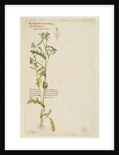 Common groundsel or simson by Richard Waller