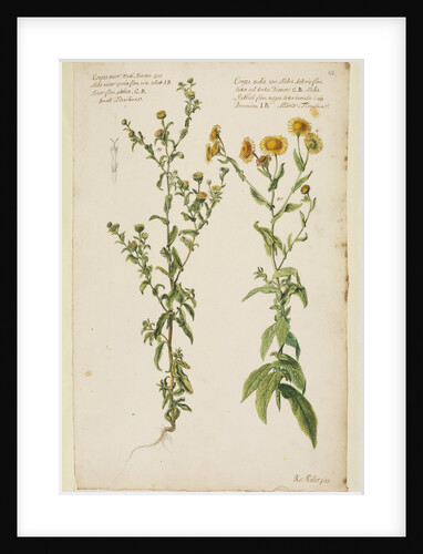 Small and middle flea-bane by Richard Waller