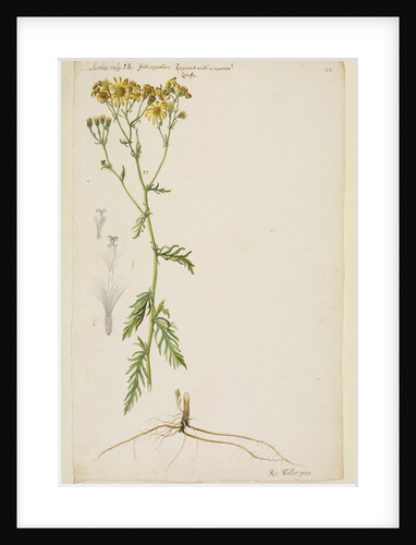 Ragwort with narrow leaf by Richard Waller