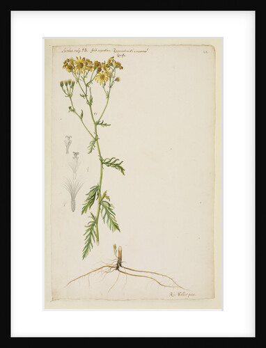 Ragwort with narrow leaf by Richard Waller