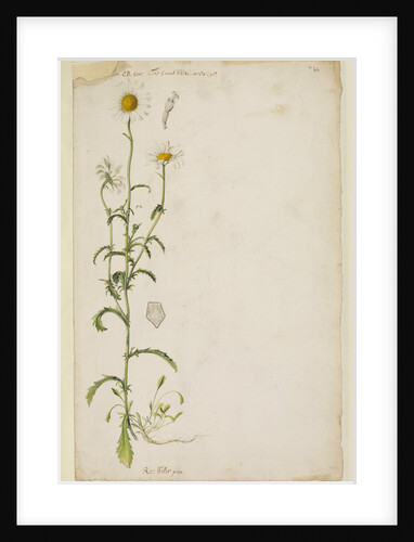 Ox-eye daisy by Richard Waller